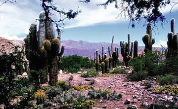 Pucara Ruins in Juella - Quebrada de Humahuaca, Jujuy, Argentina