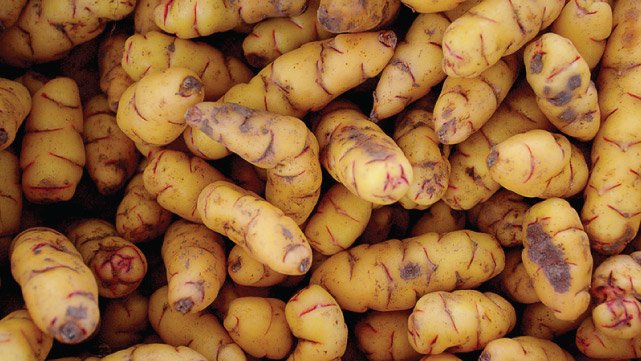 Variedades de papa de la Quebrada de Humahuaca, Jujuy, Argentina